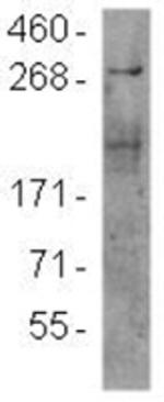 mTOR Antibody in Western Blot (WB)