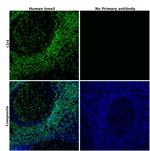 CD4 Antibody in Immunohistochemistry (Paraffin) (IHC (P))