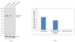 beta Catenin Antibody