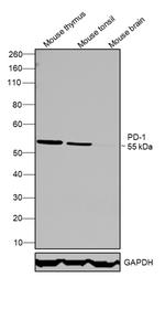 CD279 (PD-1) Antibody in Western Blot (WB)