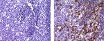 CD279 (PD-1) Antibody in Immunohistochemistry (Paraffin) (IHC (P))