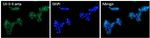 14-3-3 zeta Antibody in Immunocytochemistry (ICC/IF)