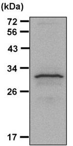 14-3-3 zeta Antibody in Immunoprecipitation (IP)