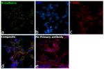 CD325 (N-Cadherin) Antibody in Immunocytochemistry (ICC/IF)