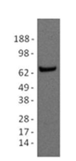 Pokemon (LRF) Antibody in Western Blot (WB)