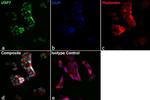 Rat IgG2a kappa Isotype Control in Immunocytochemistry (ICC/IF)