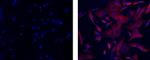 beta-3 Tubulin Antibody in Immunocytochemistry (ICC/IF)