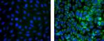 Mouse IgG1 kappa Isotype Control in Immunocytochemistry (ICC/IF)