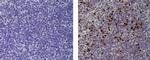 Mouse IgG1 kappa Isotype Control in Immunohistochemistry (Paraffin) (IHC (P))