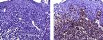 Mouse IgG1 kappa Isotype Control in Immunohistochemistry (Paraffin) (IHC (P))