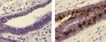 Mouse IgG3 Isotype Control in Immunohistochemistry (Paraffin) (IHC (P))