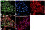 F4/80 Antibody in Immunocytochemistry (ICC/IF)