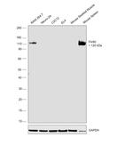 F4/80 Antibody in Western Blot (WB)