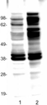 phospho-Tyrosine Antibody in Western Blot (WB)