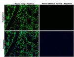 Podoplanin Antibody in Immunohistochemistry (Paraffin) (IHC (P))