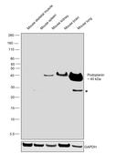 Podoplanin Antibody in Western Blot (WB)