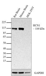 HCN1 Antibody in Western Blot (WB)