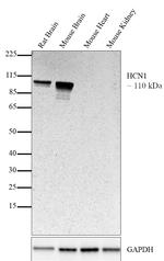 HCN1 Antibody