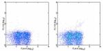 TCR gamma/delta Antibody in Flow Cytometry (Flow)