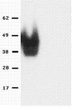 Nanog Antibody in Western Blot (WB)