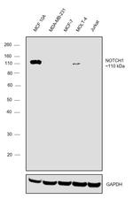 NOTCH1 Antibody