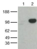 iNOS Antibody in Western Blot (WB)