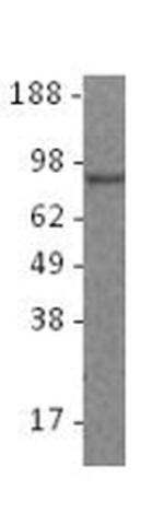 Blimp-1 Antibody in Western Blot (WB)