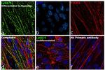 Ly-6A/E (Sca-1) Antibody in Immunocytochemistry (ICC/IF)