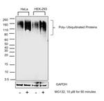 Ubiquitin Antibody in Western Blot (WB)