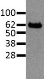 c-Rel Antibody in Western Blot (WB)