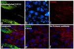 Myosin 4 Antibody in Immunocytochemistry (ICC/IF)