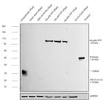 6x-His Tag Antibody in Western Blot (WB)