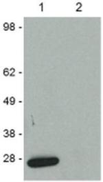 GFP Antibody in Western Blot (WB)