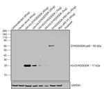 DYKDDDDK Tag Antibody in Western Blot (WB)