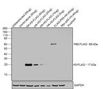 DYKDDDDK Tag Antibody in Western Blot (WB)