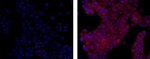 MCL-1 Antibody in Immunocytochemistry (ICC/IF)