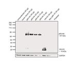 HA Tag Antibody in Western Blot (WB)