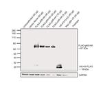 HA Tag Antibody in Western Blot (WB)