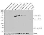 V5 Tag Antibody in Western Blot (WB)