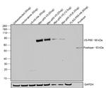 V5 Tag Antibody in Western Blot (WB)