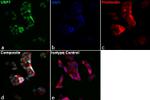 USP7 Antibody in Immunocytochemistry (ICC/IF)