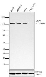 USP7 Antibody in Western Blot (WB)