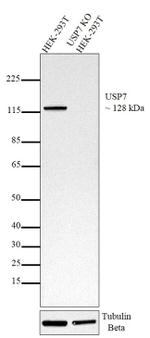 USP7 Antibody