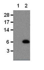 CCL5 (RANTES) Antibody in Western Blot (WB)