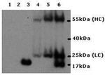 IL-17A Antibody in Western Blot (WB)