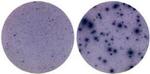 IFN gamma Antibody in Immunostaining (IS)