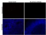 Granzyme B Antibody in Immunohistochemistry (Paraffin) (IHC (P))