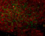 TRA-1-81 (Podocalyxin) Antibody in Immunocytochemistry (ICC/IF)