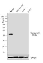 Granzyme B Antibody