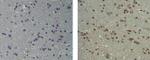 TAL-1 Antibody in Immunohistochemistry (Paraffin) (IHC (P))